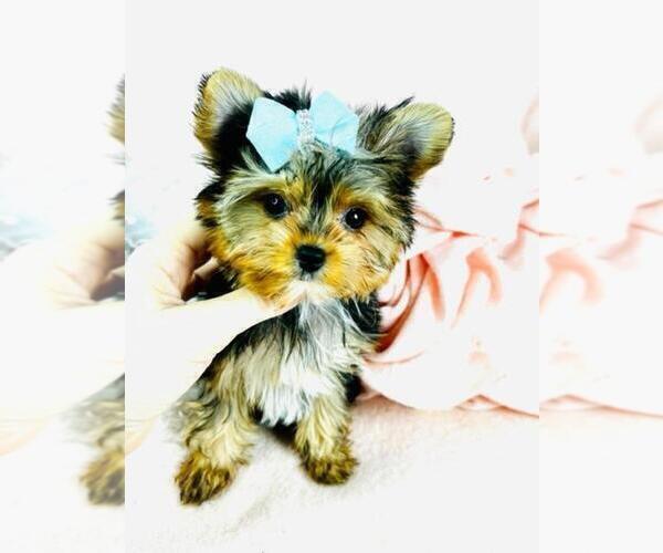 Medium Photo #13 Morkie Puppy For Sale in PEMBROKE PINES, FL, USA