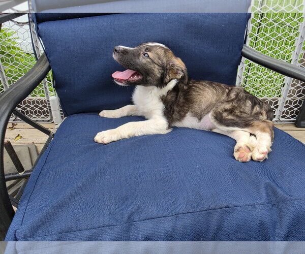 Medium Photo #3 Collie-Unknown Mix Puppy For Sale in Marine City, MI, USA