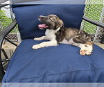 Small #2 Collie Mix