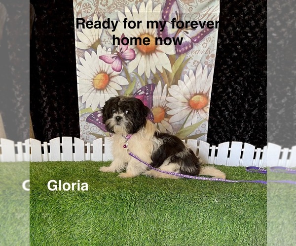 Medium Photo #2 Zuchon Puppy For Sale in MOUNT PLEASANT, MI, USA