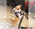 Small #1 Beagle Mix