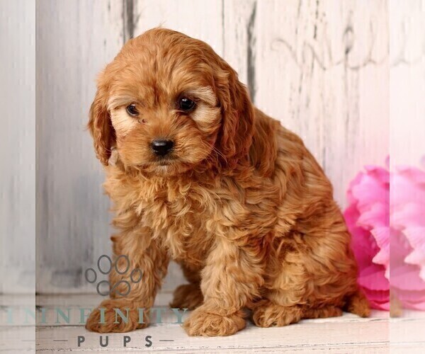 Medium Photo #3 Cavapoo (Miniature) Puppy For Sale in NEW HOLLAND, PA, USA