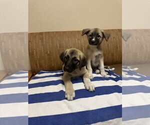 Mutt Dogs for adoption in The Woodlands, TX, USA