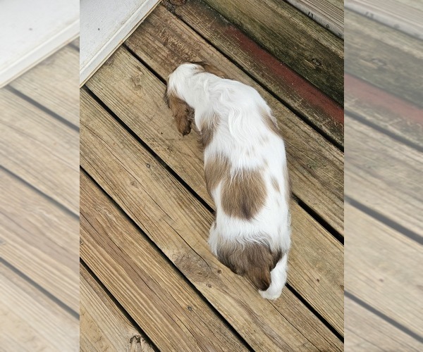Medium Photo #8 Cocker Spaniel Puppy For Sale in FANCY GAP, VA, USA