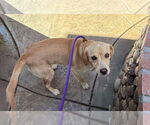 Small #8 Labrador Retriever Mix