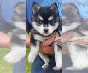 Alaskan Klee Kai Puppy for Sale in PRATTVILLE, Alabama USA