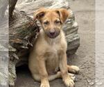 Small #2 Retriever  Mix