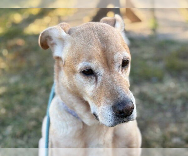 Medium Photo #1 Labrador Retriever-Unknown Mix Puppy For Sale in Tulsa, OK, USA