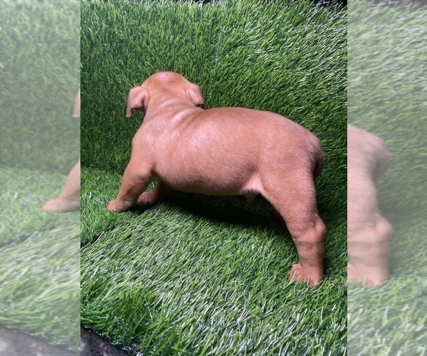 Medium Photo #4 American Bully Puppy For Sale in ROGERS PARK, IL, USA