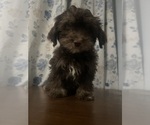 Small #46 Havanese