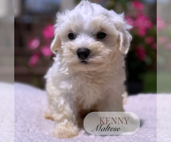 Medium Photo #4 Maltese Puppy For Sale in ELMHURST, IL, USA