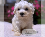 Small #3 Maltese