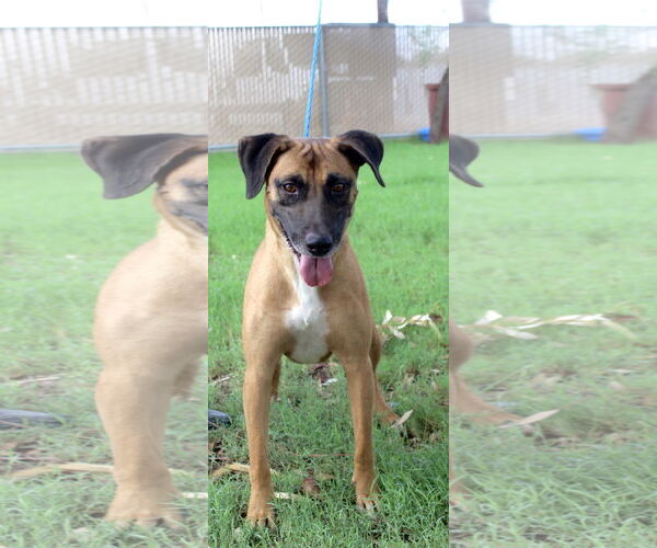 Medium Photo #2 Mutt Puppy For Sale in El Centro, CA, USA