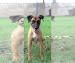 Small #1 Mutt