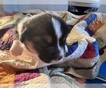 Small Photo #11 Pembroke Welsh Corgi Puppy For Sale in JACKSON, NJ, USA