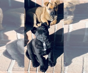 --German Shepherd Dog Mix Puppy for sale in MAXTON, NC, USA