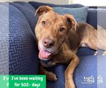 Small #20 Labrador Retriever Mix