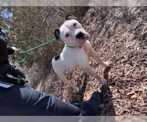 Mutt Dogs for adoption in Glen Allen, VA, USA