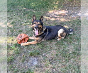 Rambo - Male German Shepherd Dog Dog for Adoption - Photo #2