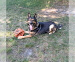 Small #1 German Shepherd Dog