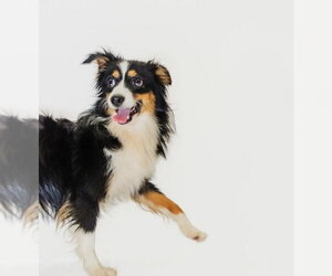 Australian Shepherd Dogs for adoption in York, SC, USA