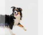 Dallas - Male Australian Shepherd Dog for Adoption - Small photo