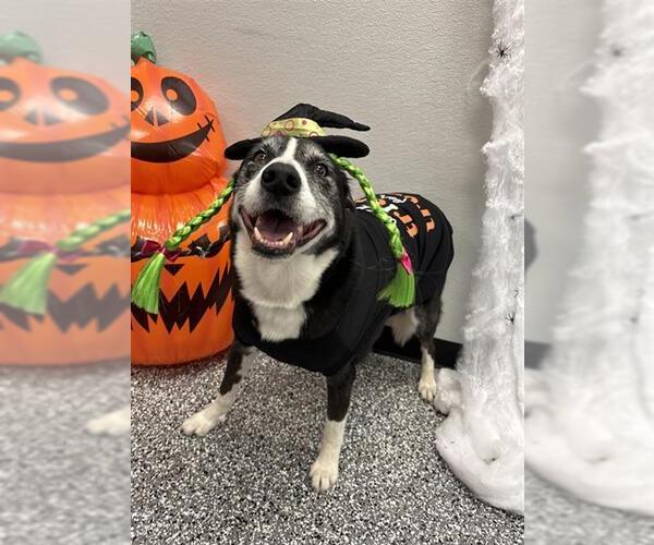 Medium Photo #1 Border Collie-Unknown Mix Puppy For Sale in Rosenberg, TX, USA