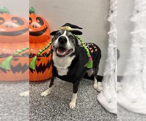 Border Collie-Unknown Mix Dogs for adoption in Rosenberg, TX, USA