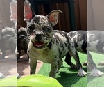 Small Photo #3 English Bulldog-French Bulldog Mix Puppy For Sale in NEW CASTLE, DE, USA