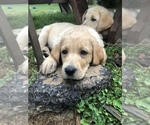 Small Photo #2 Labrador Retriever Puppy For Sale in FAWN, PA, USA