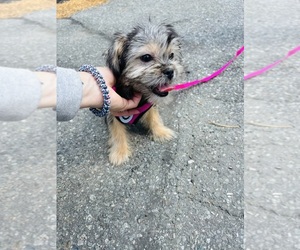 Shorkie Tzu Puppy for sale in LOWELL, MA, USA