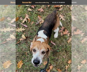 Beagle Dogs for adoption in Benton, PA, USA