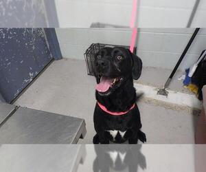 Labrador Retriever Dogs for adoption in Augusta, GA, USA