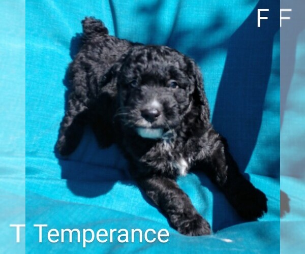 Medium Photo #1 Aussiedoodle Puppy For Sale in MARION, TX, USA
