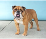 Small Bulldog