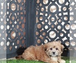 Apple - Female Shorkie Tzu Puppy for Sale - Photo #3