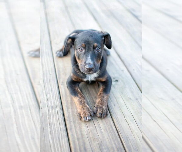 Medium Photo #1 Mutt Puppy For Sale in Germantown, OH, USA