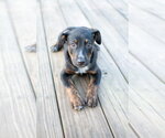 Small Mutt