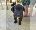 Small #2 Shepweiller
