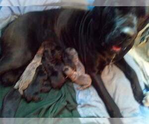 Mother of the Cane Corso puppies born on 11/13/2022