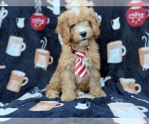 Cavapoo (Miniature) Puppy for sale in LAKELAND, FL, USA