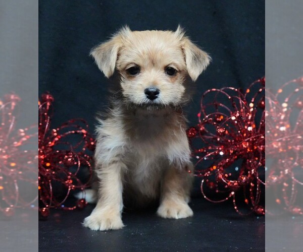 Medium Photo #3 Morkie Puppy For Sale in ROCK VALLEY, IA, USA