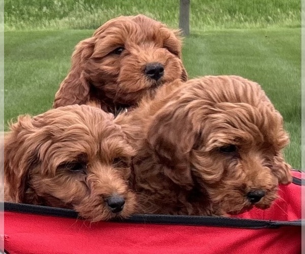 Medium Photo #8 Goldendoodle (Miniature) Puppy For Sale in HULL, IA, USA