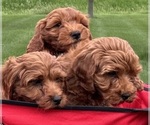 Small #7 Goldendoodle (Miniature)