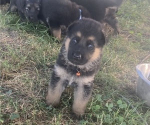 German Shepherd Dog Puppy for Sale in TRURO, Iowa USA