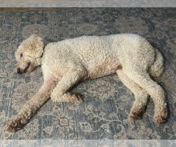 Medium Photo #2 Poodle (Standard) Puppy For Sale in New York, NY, USA