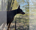 Small #2 Doberman Pinscher