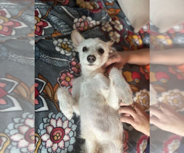 Medium Photo #2 Mutt Puppy For Sale in San Leon, TX, USA