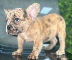 Medium French Bulldog