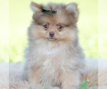 Puppy Gio Pomeranian